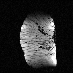 MRI of an orange slice. Courtesy Tyler Meldrum.