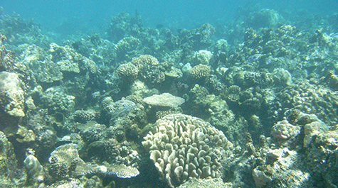 Back Reef Back reef, Moorea, French Polynesia