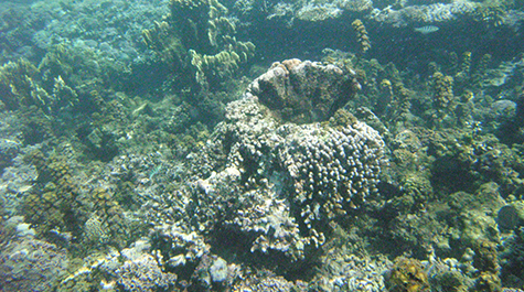 Fringing Reef