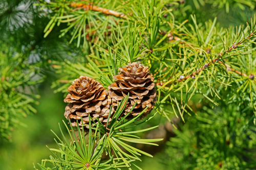 conifers