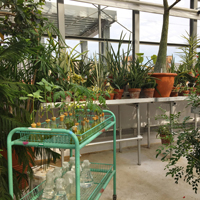 The W&M Greenhouse