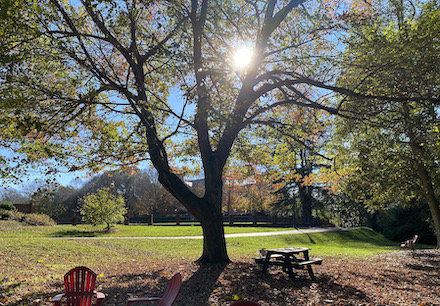 The sun shining through the trees over the Crim Dell meadow