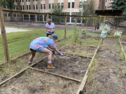 Students working in the Campus Gardens
