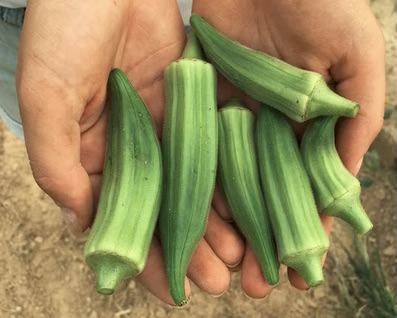 Hands holding a small crop of okra
