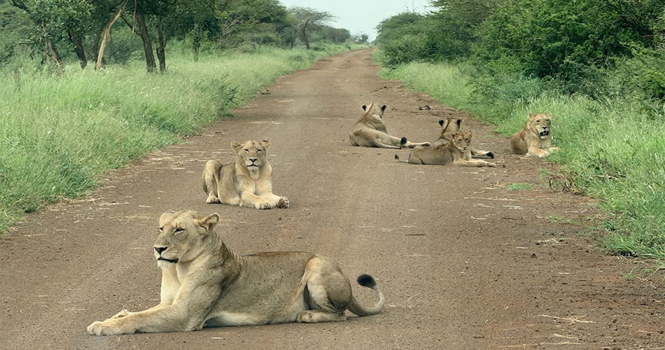 A group of lions resting across a dirt road in a grassy, tree-lined landscape, with several lying in the foreground and others farther down the road.