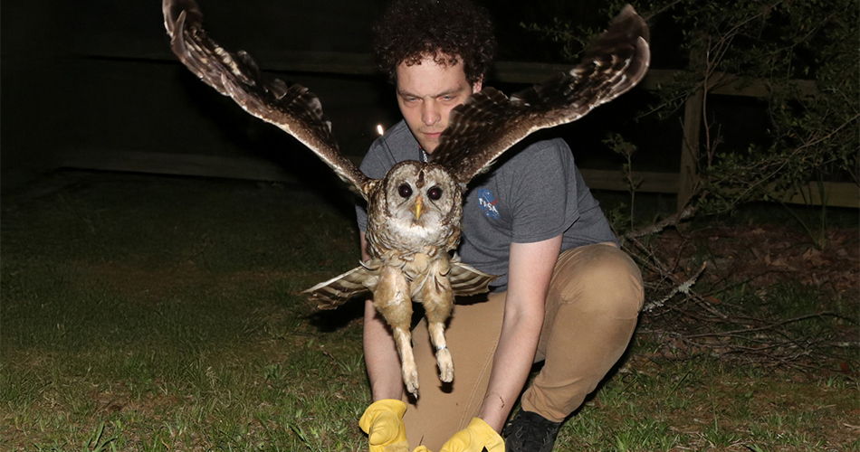 Biology graduate student Justin Biggerstaff M.S. ’26 releases a barred owl, nicknamed “Nyx,” after retrieving a data tag the owl wore on a tiny backpack.