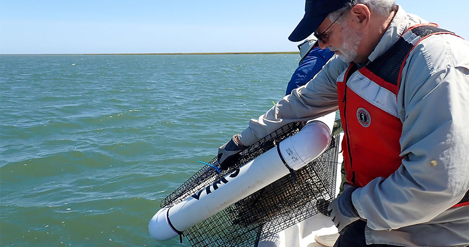 A floating cage containing one of the experimental groups of juvenile crabs and oysters is deployed.