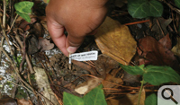 Sample sites are marked by small tags on a toothpick.