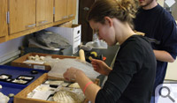 Sarah Kolbe '06 sorts fossils in Rowan Lockwood's lab during her undergrad days at William & Mary.