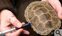 Terrapin turtle shell...