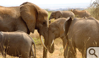 An elephant herd of the Rombo region, near the border of Tanzania. Taken by a student.