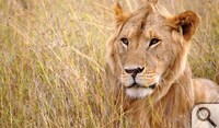 In his free time, Patel went into the field with elephant researchers and photographed wildlife, including this male lion.