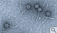 Bacteriophage isolates from the 2009 freshman phage lab.