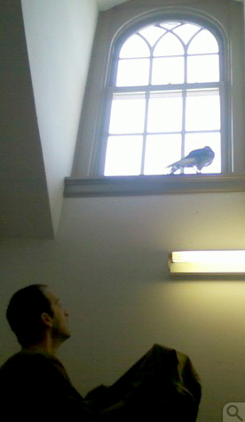 Josh Froneberger stealthily climbs a stool, bearing a t-shirt pressed into use to subdue and capture the Cooper’s hawk fledgling on the windowsill