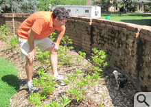 Ornithologist Dan Cristol gets about as close to the baby hawk as anyone should.