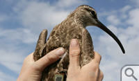 Wired Up: This whimbrel is wearing a wire