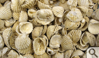 Clams are very similar and Rowan Lockwood says it takes time to be able to distinguish among the species.