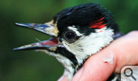 Young male red-cockaded woodpecker