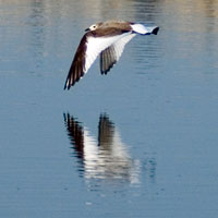 Sabine's gull flies over its reflection on water 