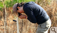 Courtney Turrin installs a video camera on a wooden stake