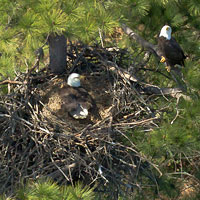The female incubates while her mate guards the nest.