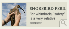 Shorebird Peril