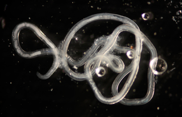 Meet Buddy: A parasitic nematode