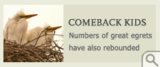 Comeback kids: numbers of great egrets have also rebounded.