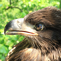 Center for Conservation Biology scientists use a variety of  indicators, including size and markings, to determine the age of eagle nestling. This chick is eight weeks old.