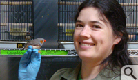 Claire Varian-Ramos with a zebra finch, part of a study on the effects of mercury pollution on the reproductive success of songbirds.