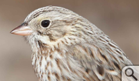 The straw-colored plumage and larger size of the Ipswich sparrow separates it from other forms of the savannah sparrow. 