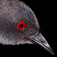head of a black rail bird