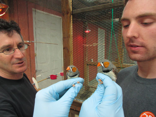 Ornithologist Dan Cristol (left) and Capwell Taylor ’16 examine male zebra finches in the university’s aviary. 