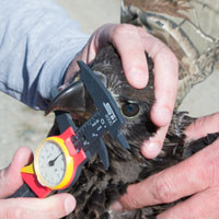 Bryan Watts uses a caliber to take several measurements of an eaglet as Bart Paxton helps to steady the bird.