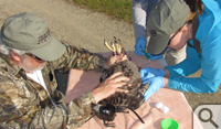 Marie Pitts (right) draws blood from the brachial vein of the eagle, assisted by Bart Paxton (left) and Brian Watts