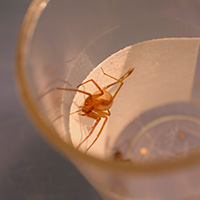 The brown recluse spider spins a web that is much stronger than steel for its thickness and weight