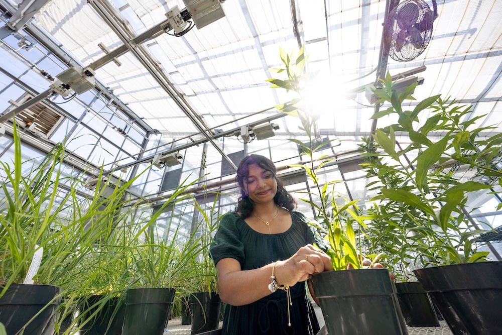 A smiling student pots a plant in a bright greenhouse