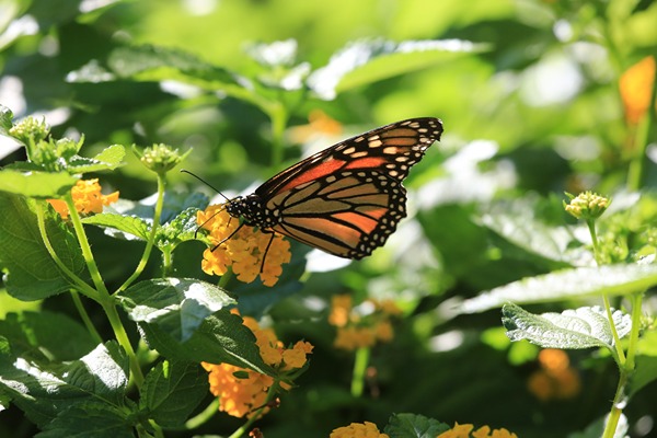 butterfly_on_leaves_green_orange