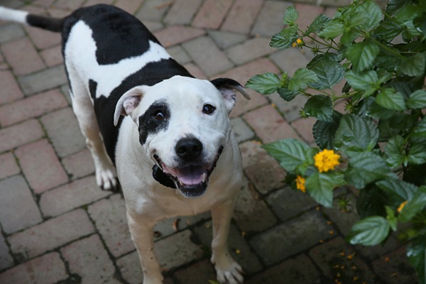 dog_on_campus_happy_bricks