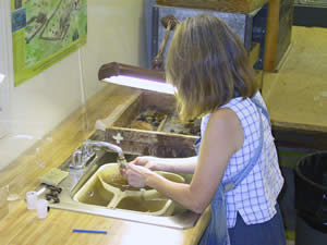 When brought from the field, artifacts are processed in the laboratory. To facilitate interpretation of the site and for long-term preservation, the artifacts are washed (left), labeled, and bagged according to where and at what level they were found on the site. The lab manager then prepares an inventory of all the artifacts recovered—for this project there were more than six thousand! The inventory database is a crucial tool that allows the archaeologist to discern general patterns and make interpretations about the site.