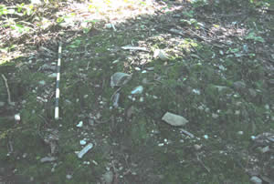 Based on the dense concentration of chipped stone scattered on the ground surface, this site appears to have been a prehistoric tool-making workshop. During the Late Archaic period (3000-1500 B.C.), small bands would have made brief visits to replenish their toolkits. Abundant quartzite cobbles along the riverbank provided the raw material for stone knives, spearpoints, and other tools.