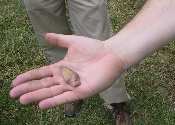 Prehistoric spearpoint found during the archaeologists' first visit to City Point this summer.