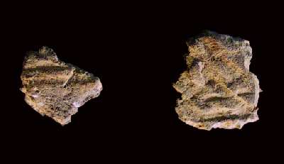 Native American pottery sherds dating to the period of earliest English contact (each less than an inch across). The surface markings identify them as a type known as simple-stamped.