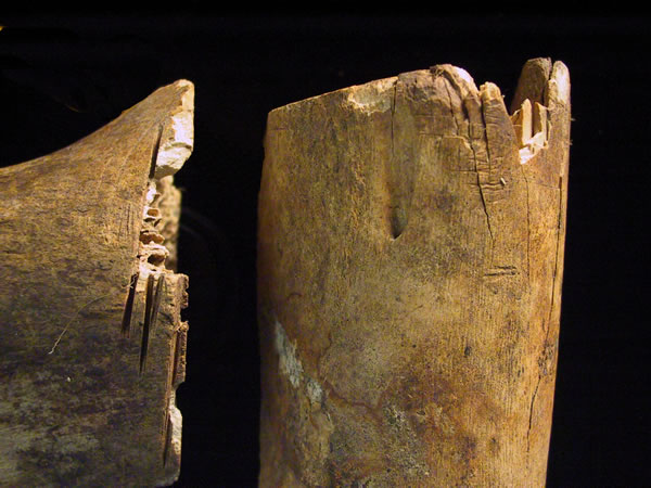  Large cow bones show signs of butchering from a saw (left) and knife (right).