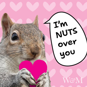 A squirrel holding a pink heart says: I'm NUTS over you